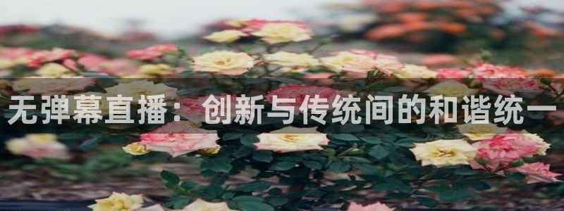 178足球直播雨燕